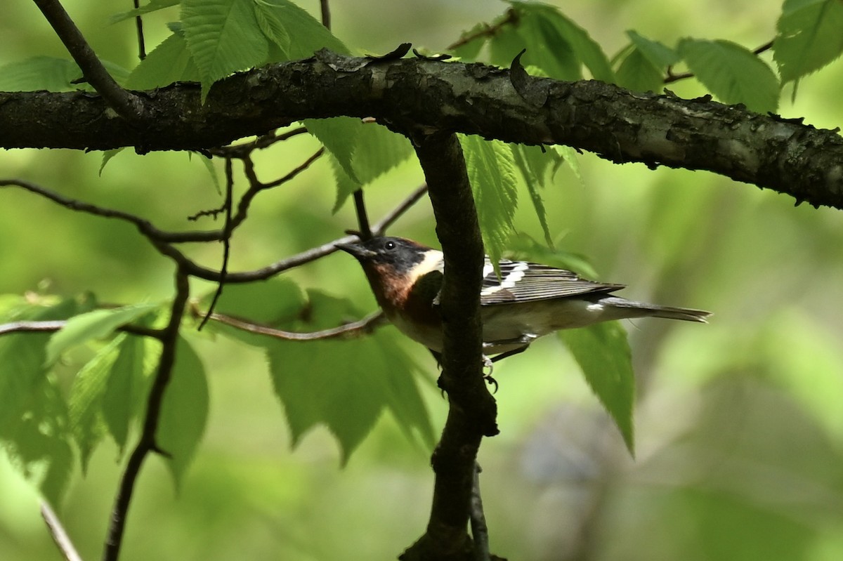 Bay-breasted Warbler - france dallaire