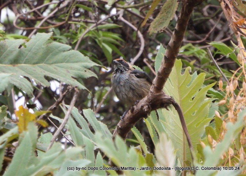 Scrub Tanager - Maritta (Dodo Colombia)