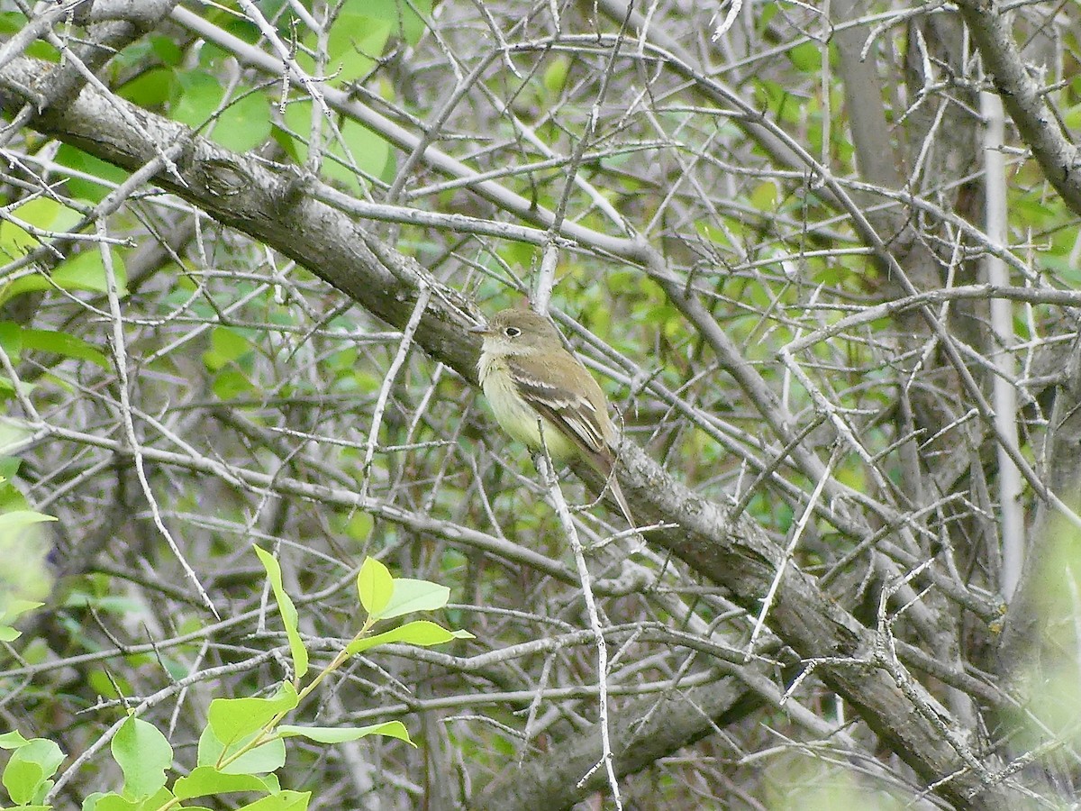 Least Flycatcher - Peder Stenslie