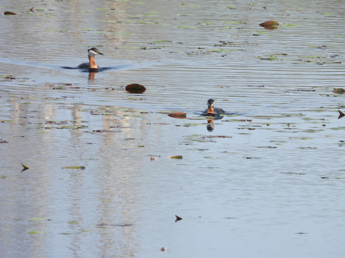 Red-necked Grebe - ML619312572