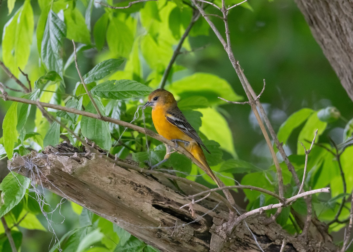 Baltimore Oriole - ML619312577