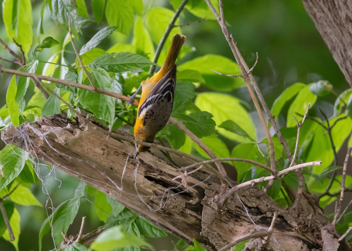 Baltimore Oriole - ML619312578