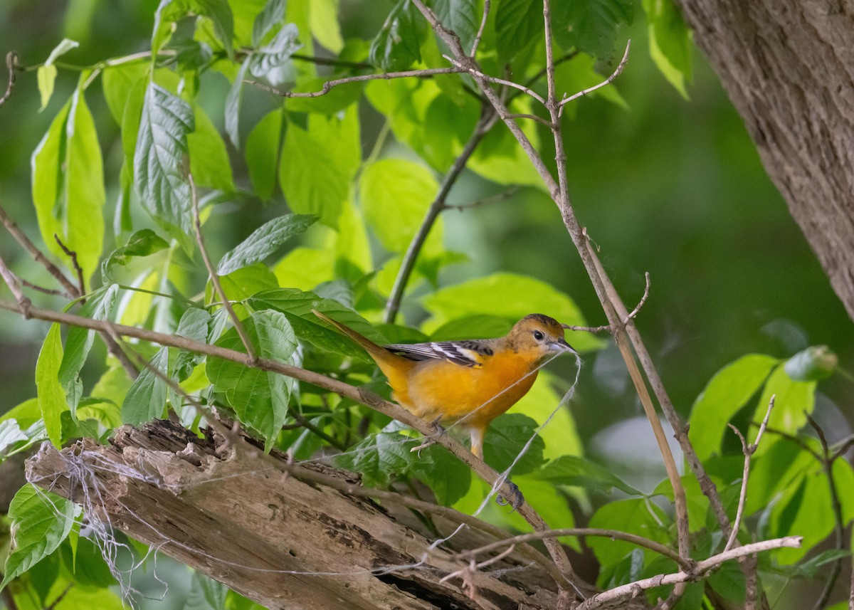 Baltimore Oriole - ML619312580