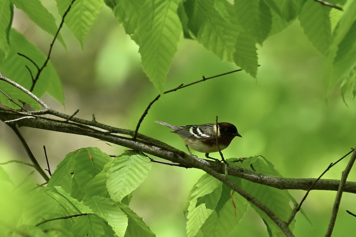 Bay-breasted Warbler - france dallaire