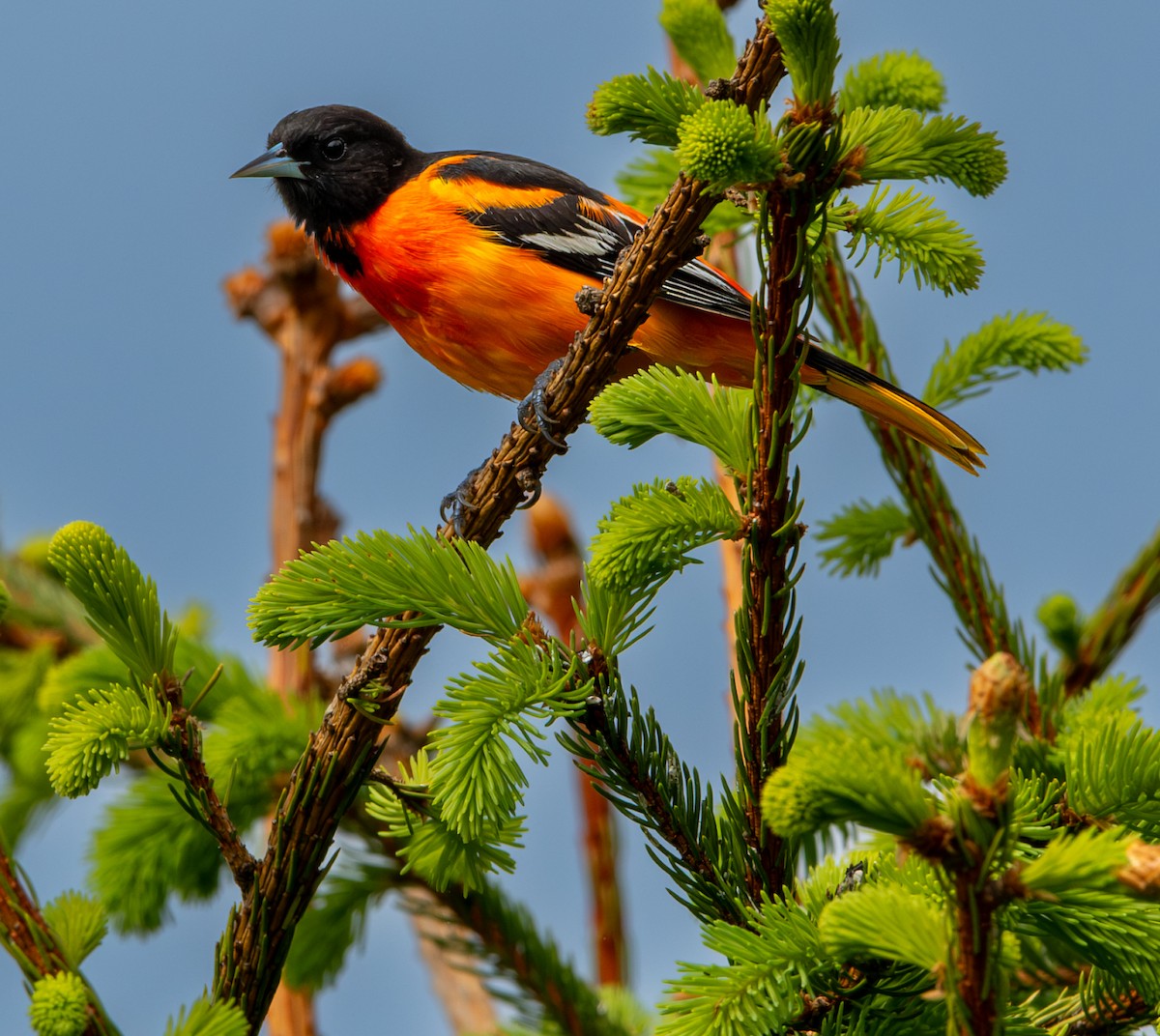 Baltimore Oriole - Carmen Gumina