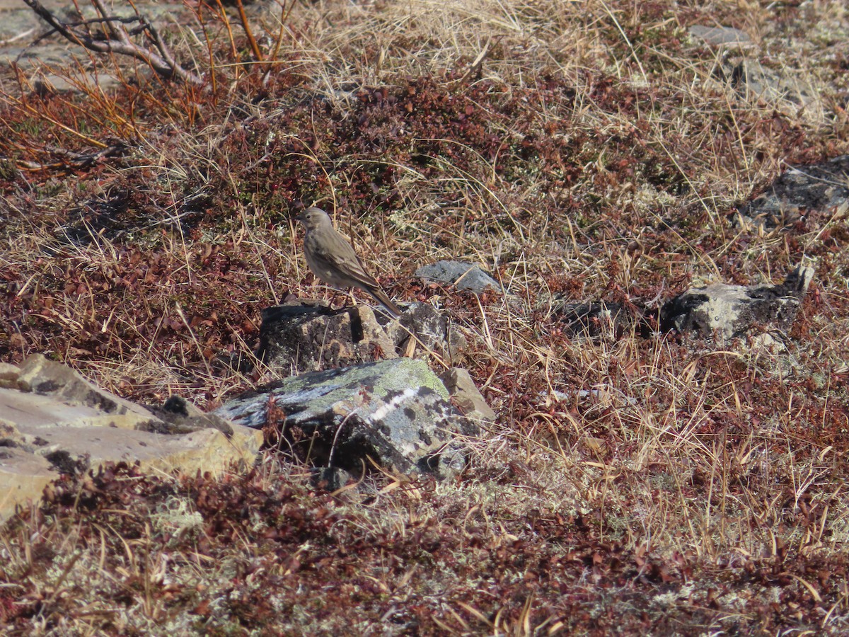 American Pipit - ML619312584