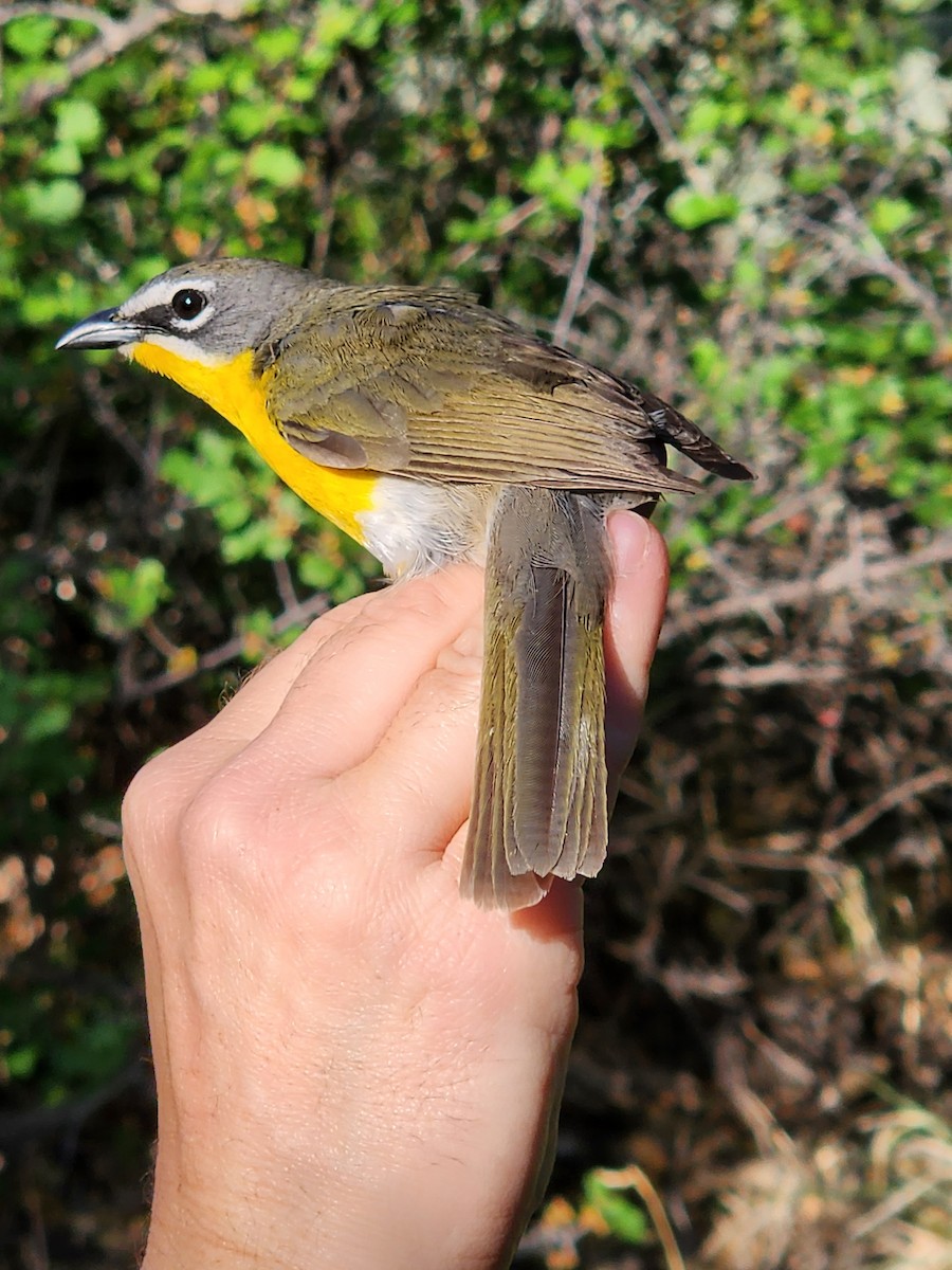 Yellow-breasted Chat - ML619312592