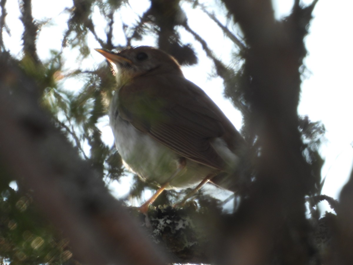 Veery - Denis Provencher COHL