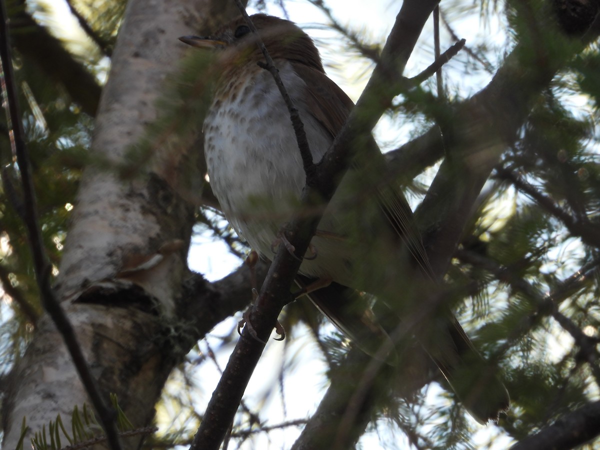 Veery - Denis Provencher COHL