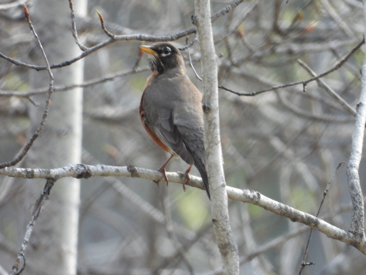 American Robin - Denis Provencher COHL