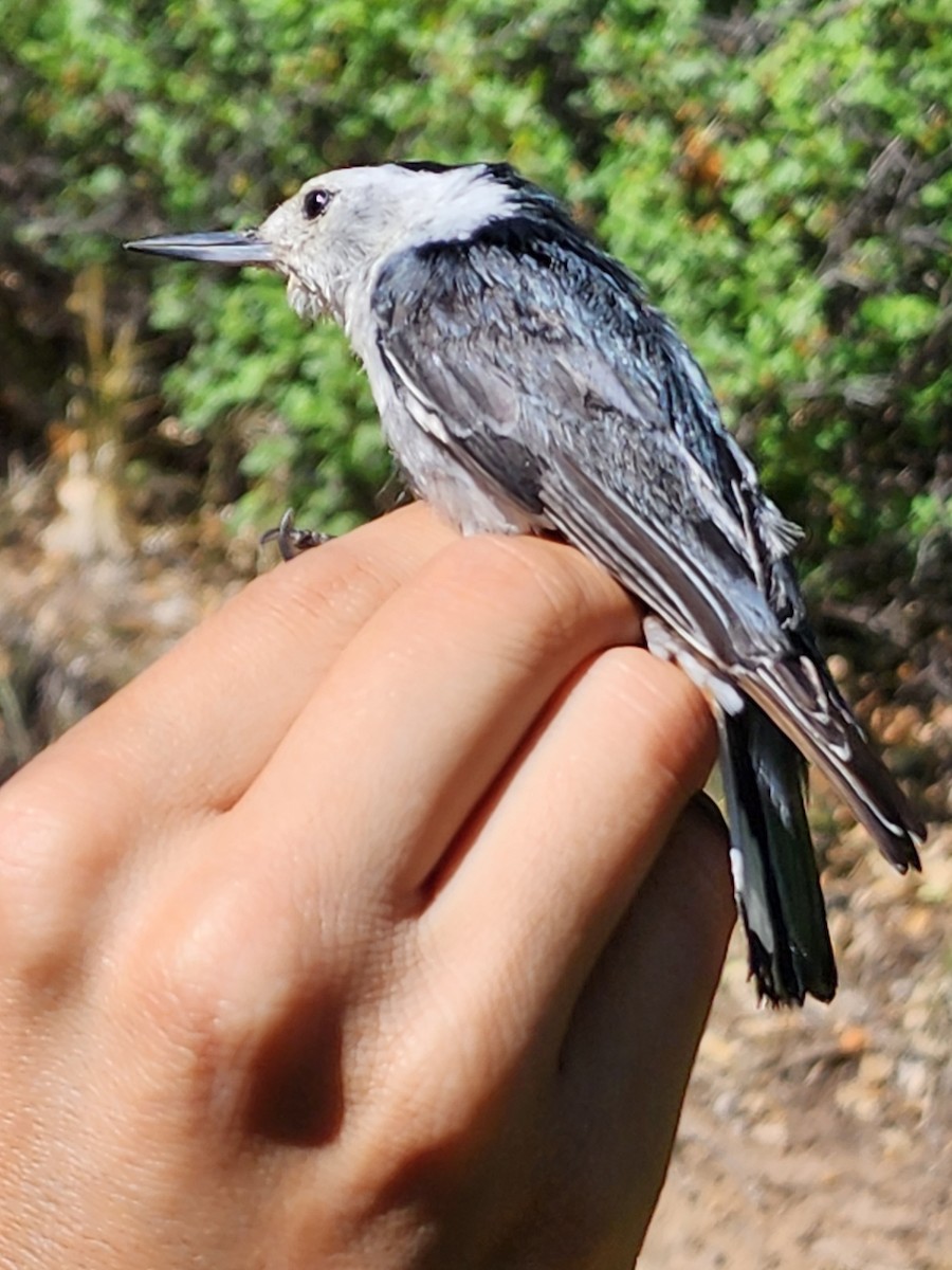 White-breasted Nuthatch (Interior West) - ML619312618