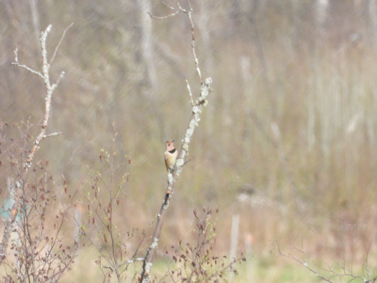 Northern Flicker - Denis Provencher COHL