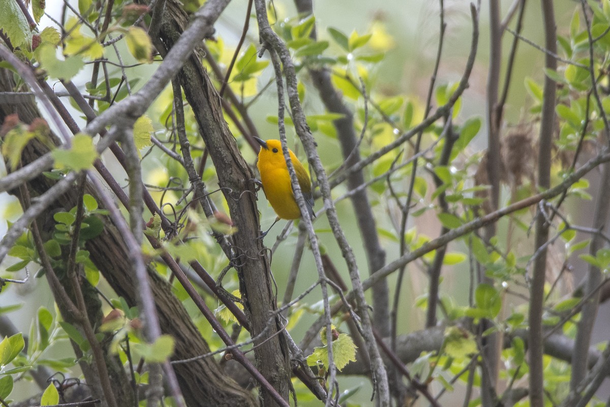Prothonotary Warbler - Peter Sproule