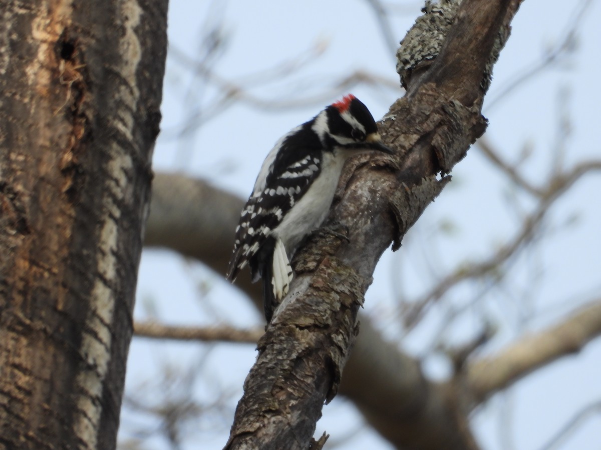 Downy Woodpecker - Denis Provencher COHL