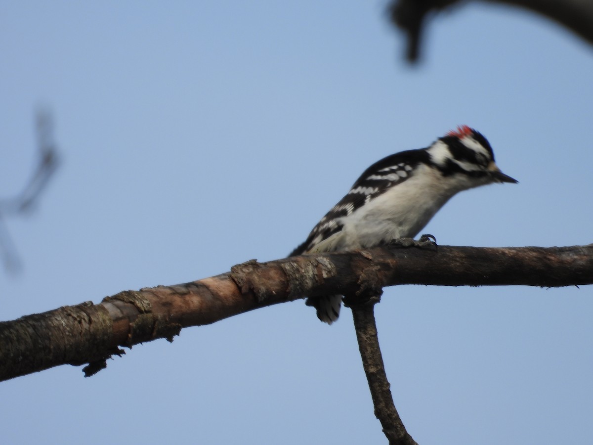 Downy Woodpecker - Denis Provencher COHL