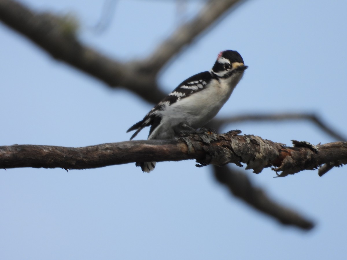 Downy Woodpecker - ML619312629