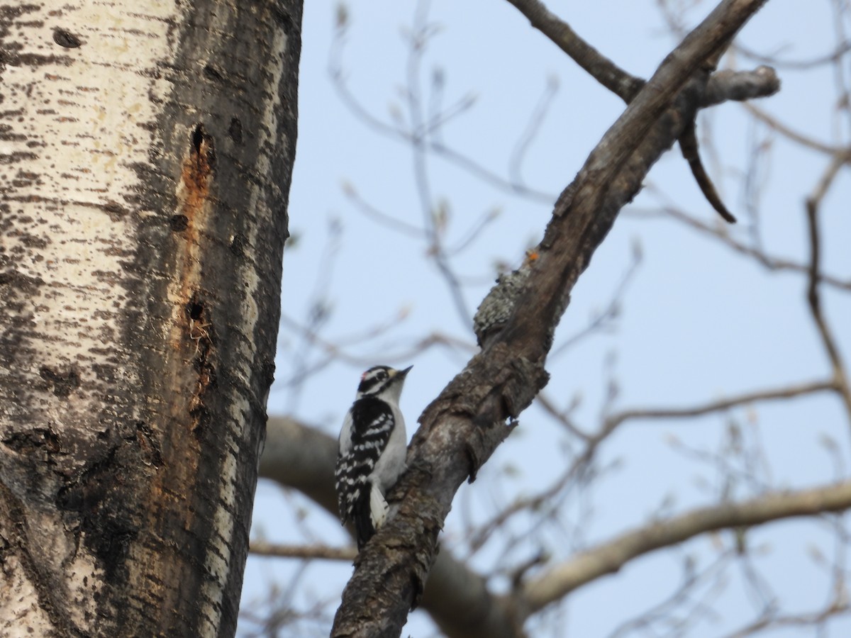 Downy Woodpecker - ML619312630