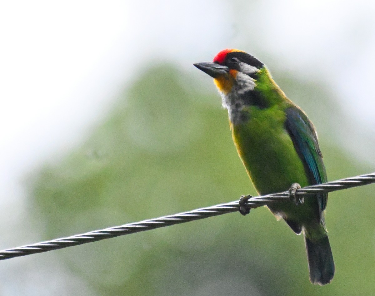 Golden-throated Barbet - Anshu Arora