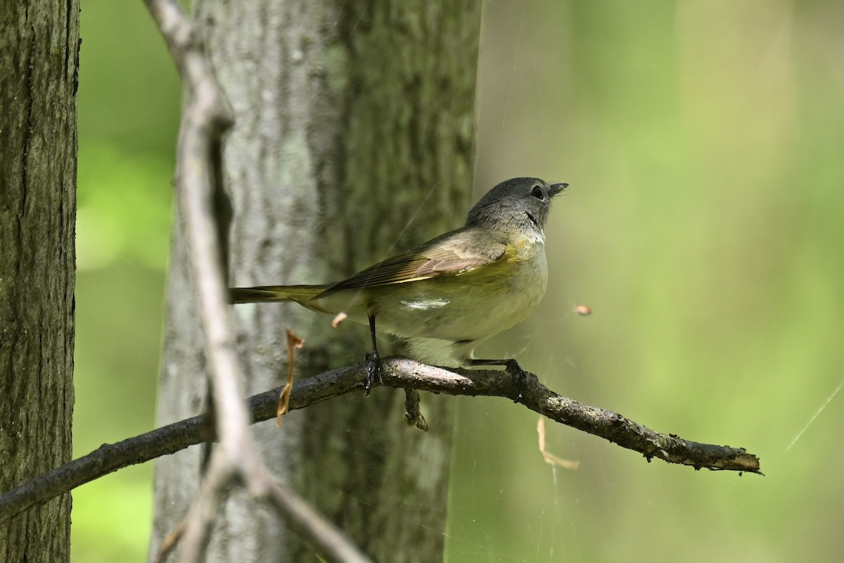 American Redstart - france dallaire