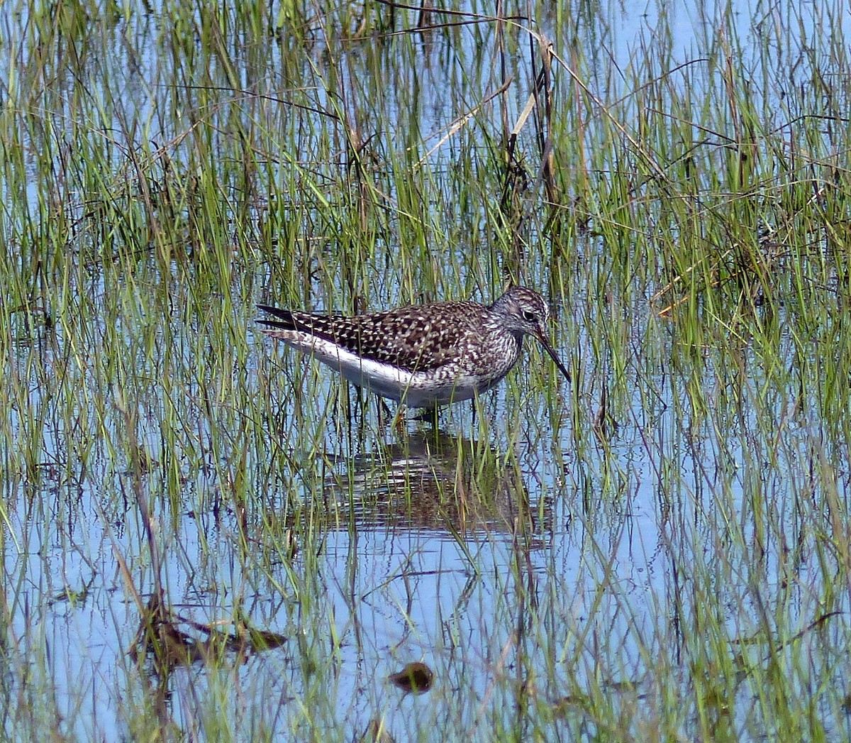 Lesser Yellowlegs - ML619312641