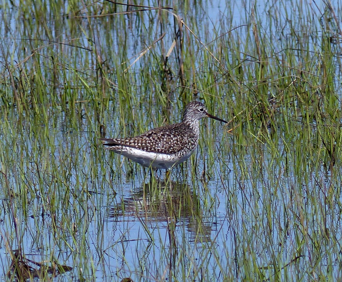 Lesser Yellowlegs - ML619312642