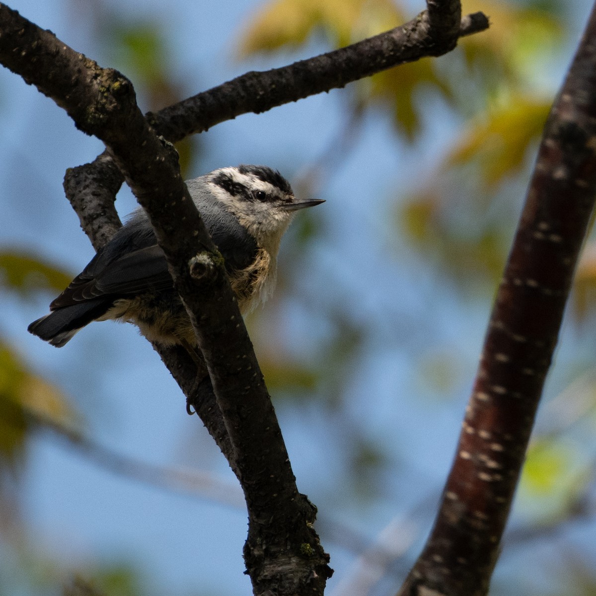 Red-breasted Nuthatch - Christine Pelletier et (Claude St-Pierre , photos)