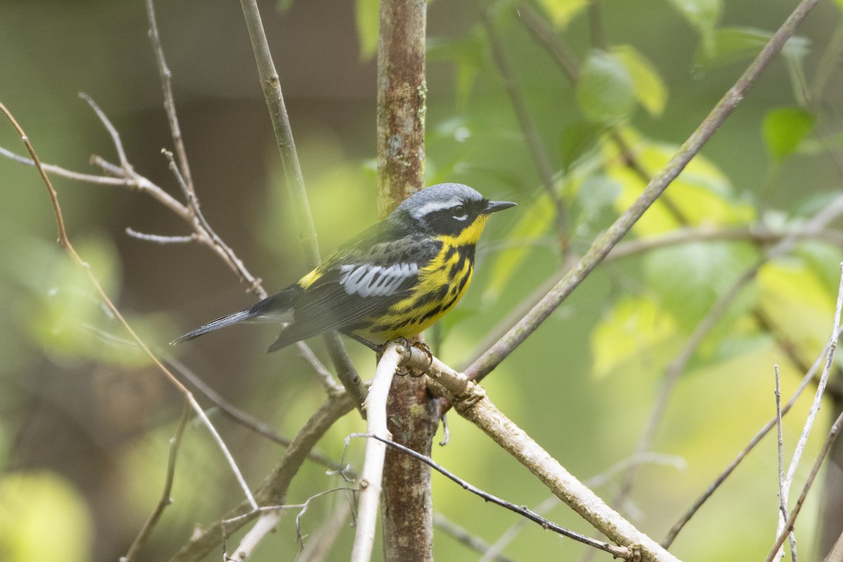 Magnolia Warbler - ML619312646