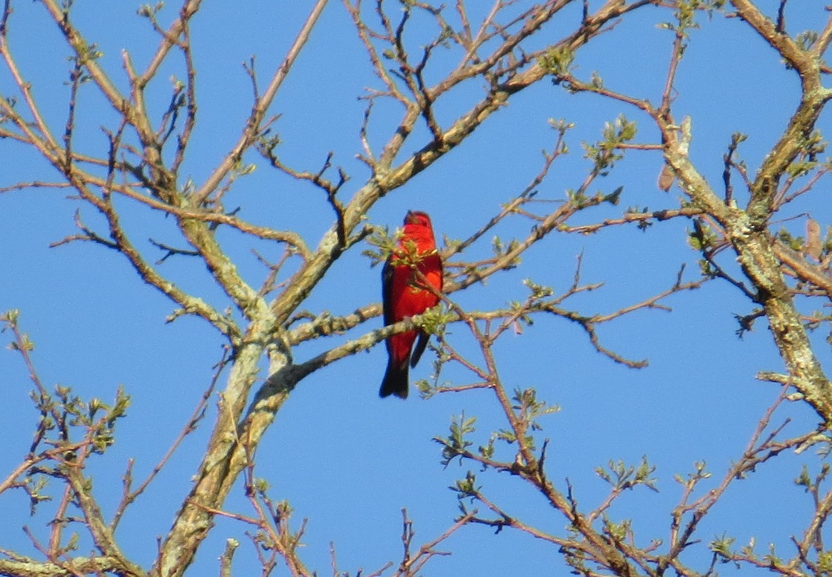 Scarlet Tanager - Sergey Pavlov