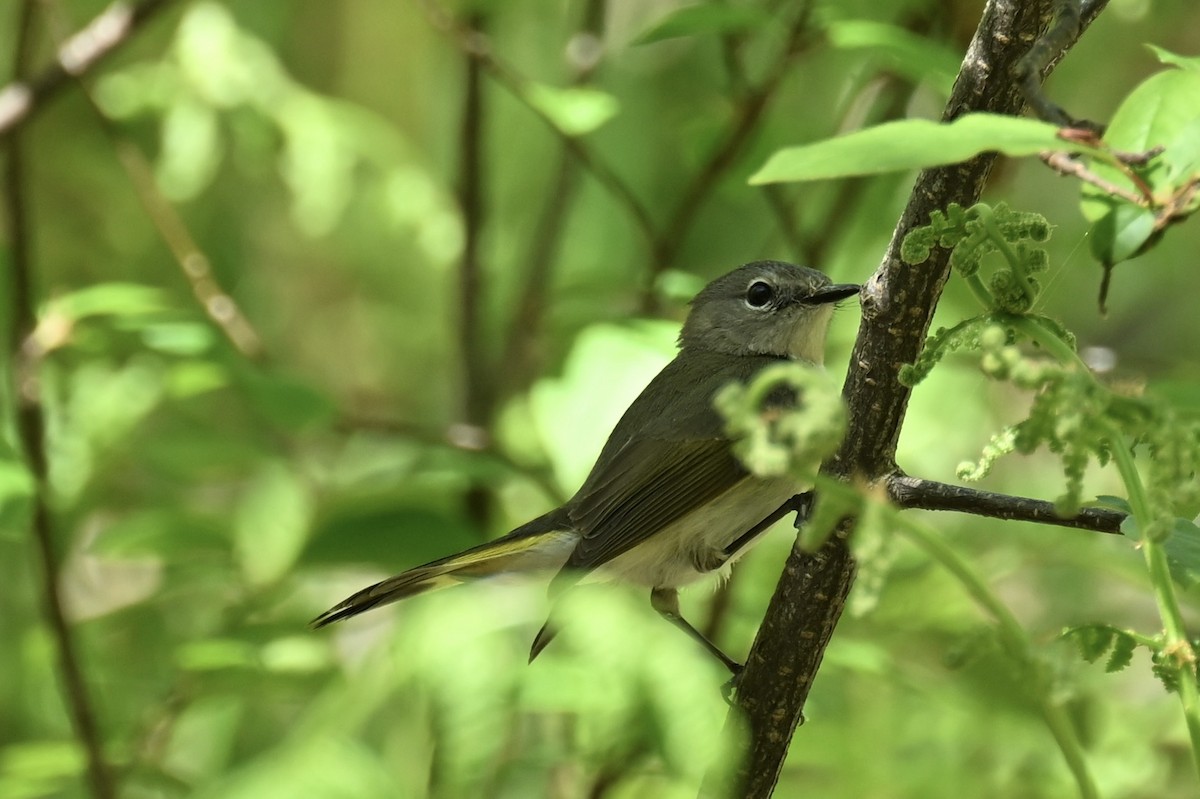 American Redstart - france dallaire