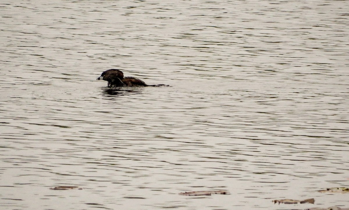 Pied-billed Grebe - Scot Russell