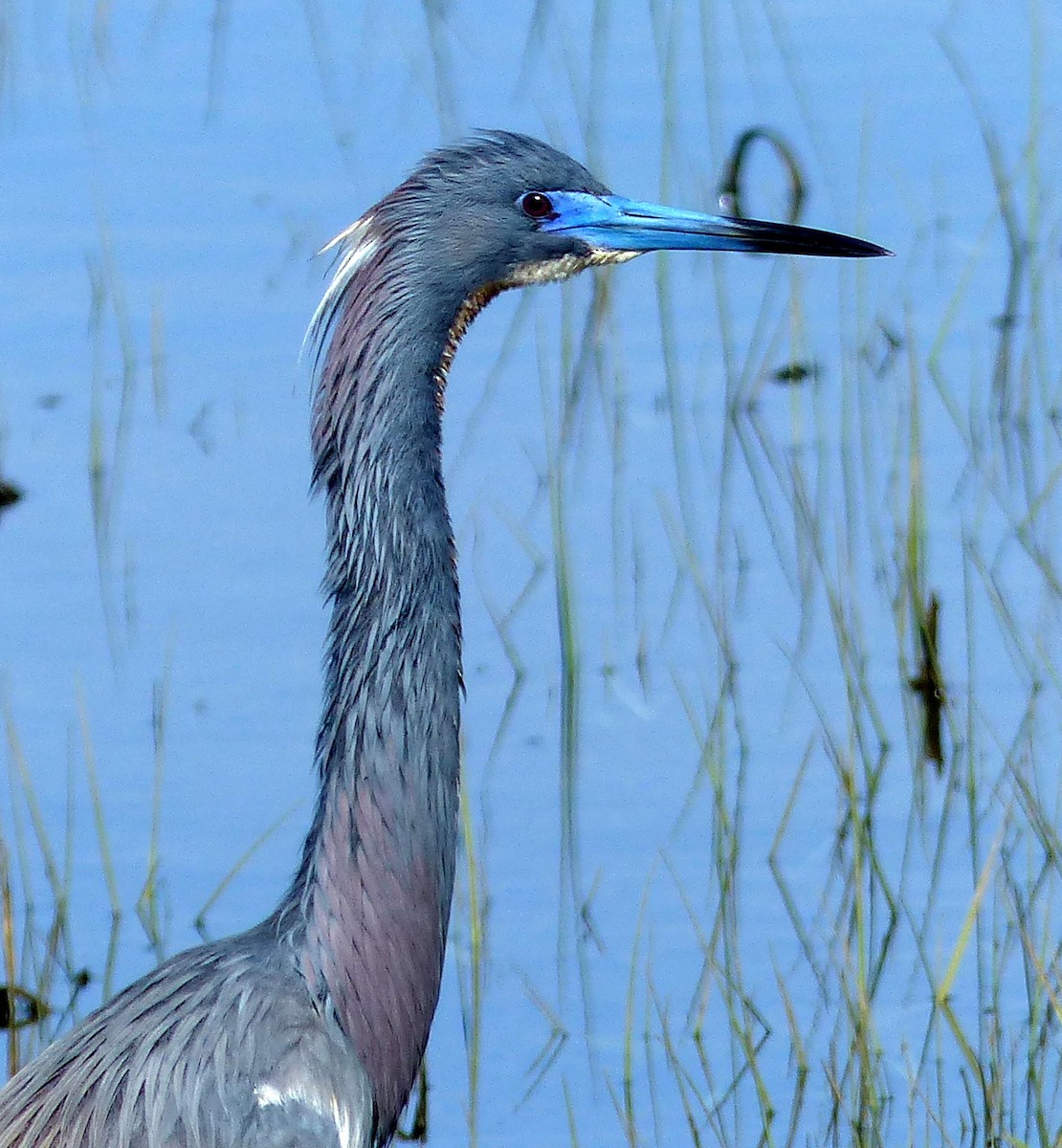 Tricolored Heron - ML619312667