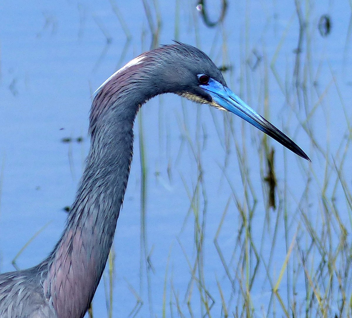 Tricolored Heron - ML619312668