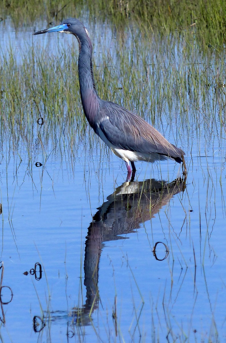 Tricolored Heron - ML619312669