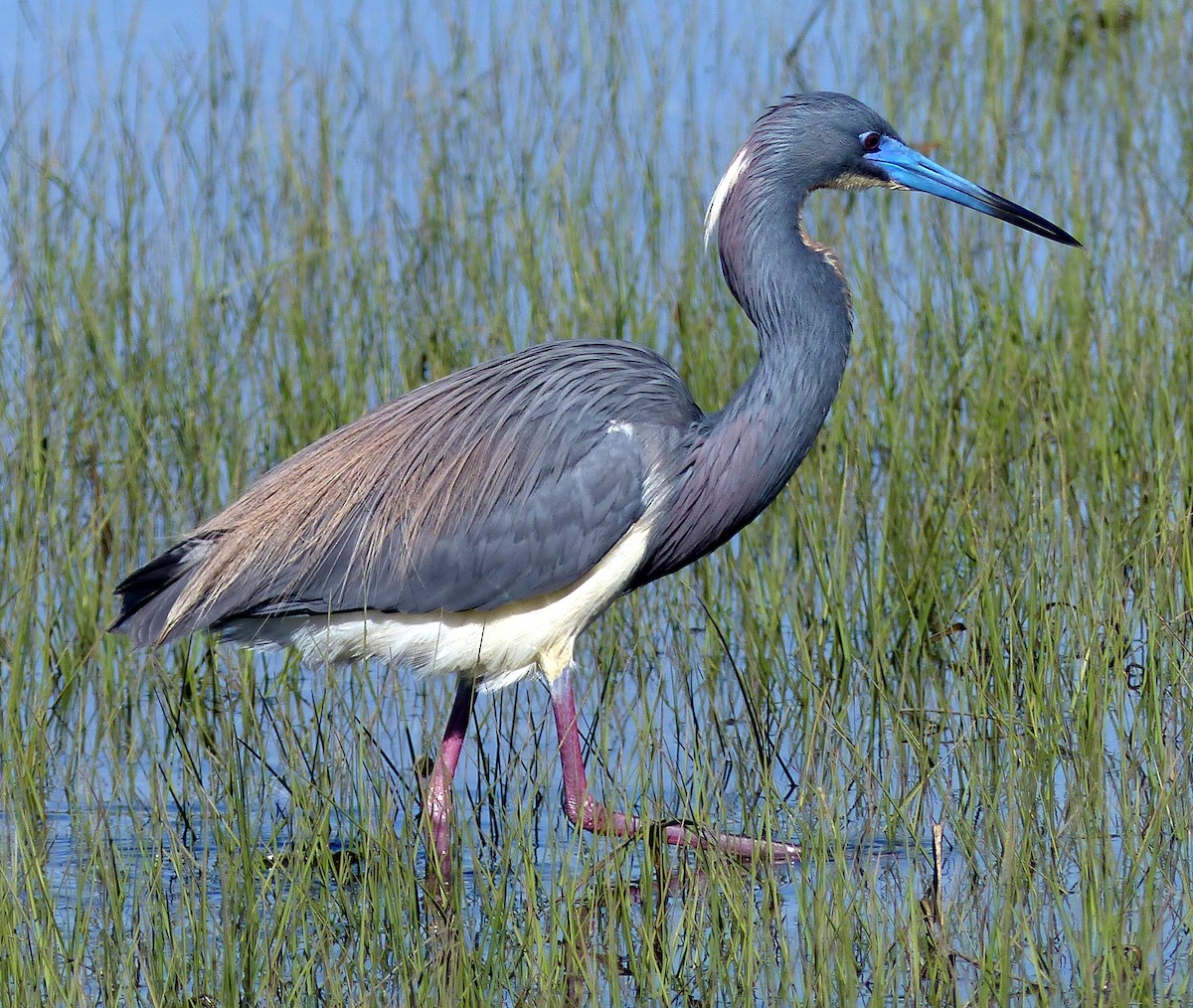 Tricolored Heron - Shawn Wainwright