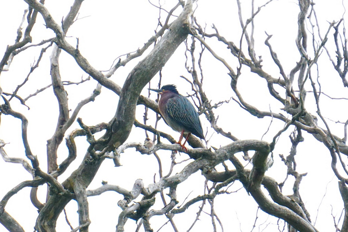 Green Heron - Roniq Bartanen