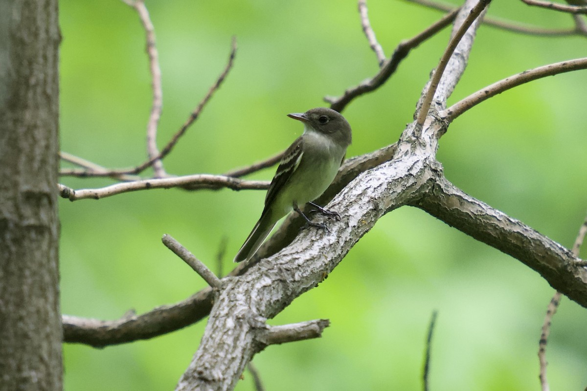 Acadian Flycatcher - ML619312689