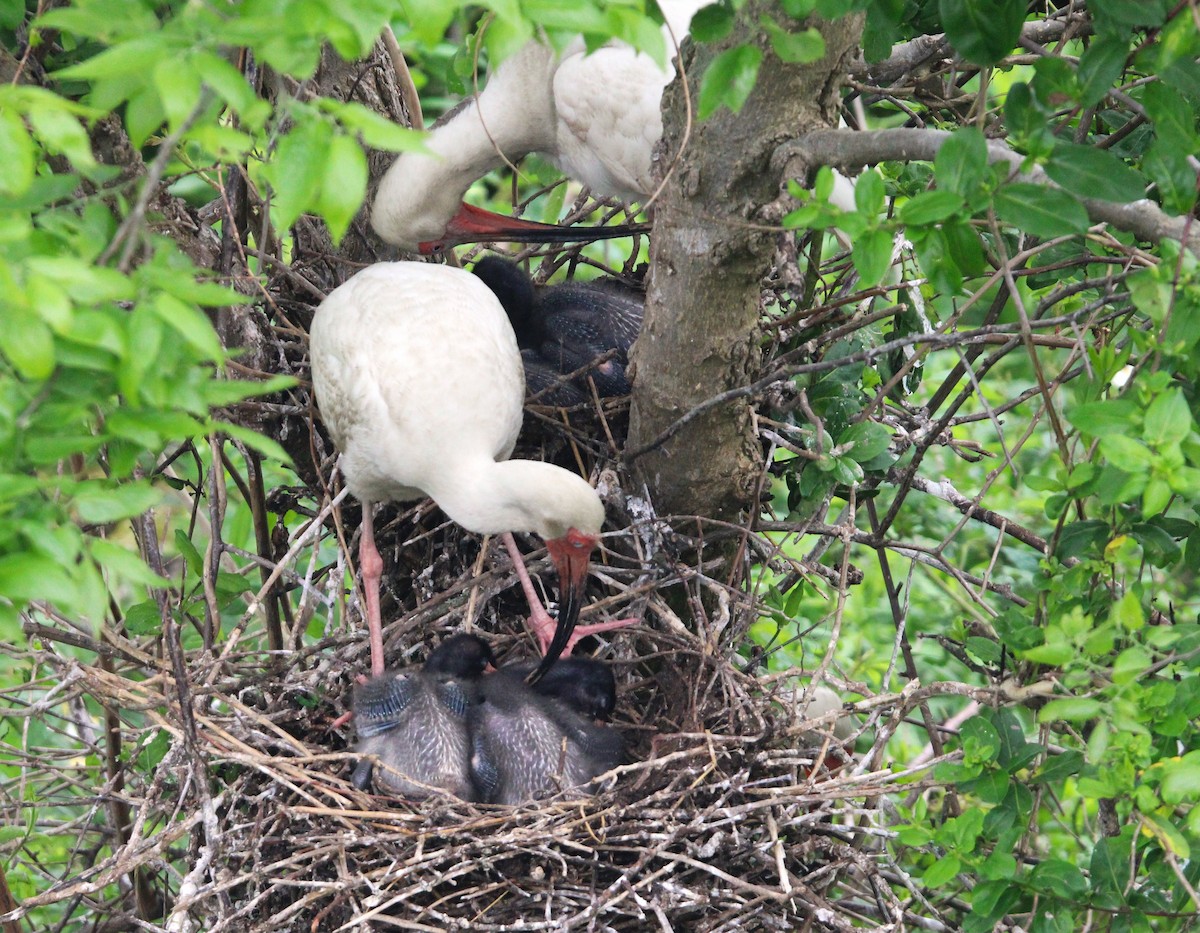 White Ibis - ML619312691