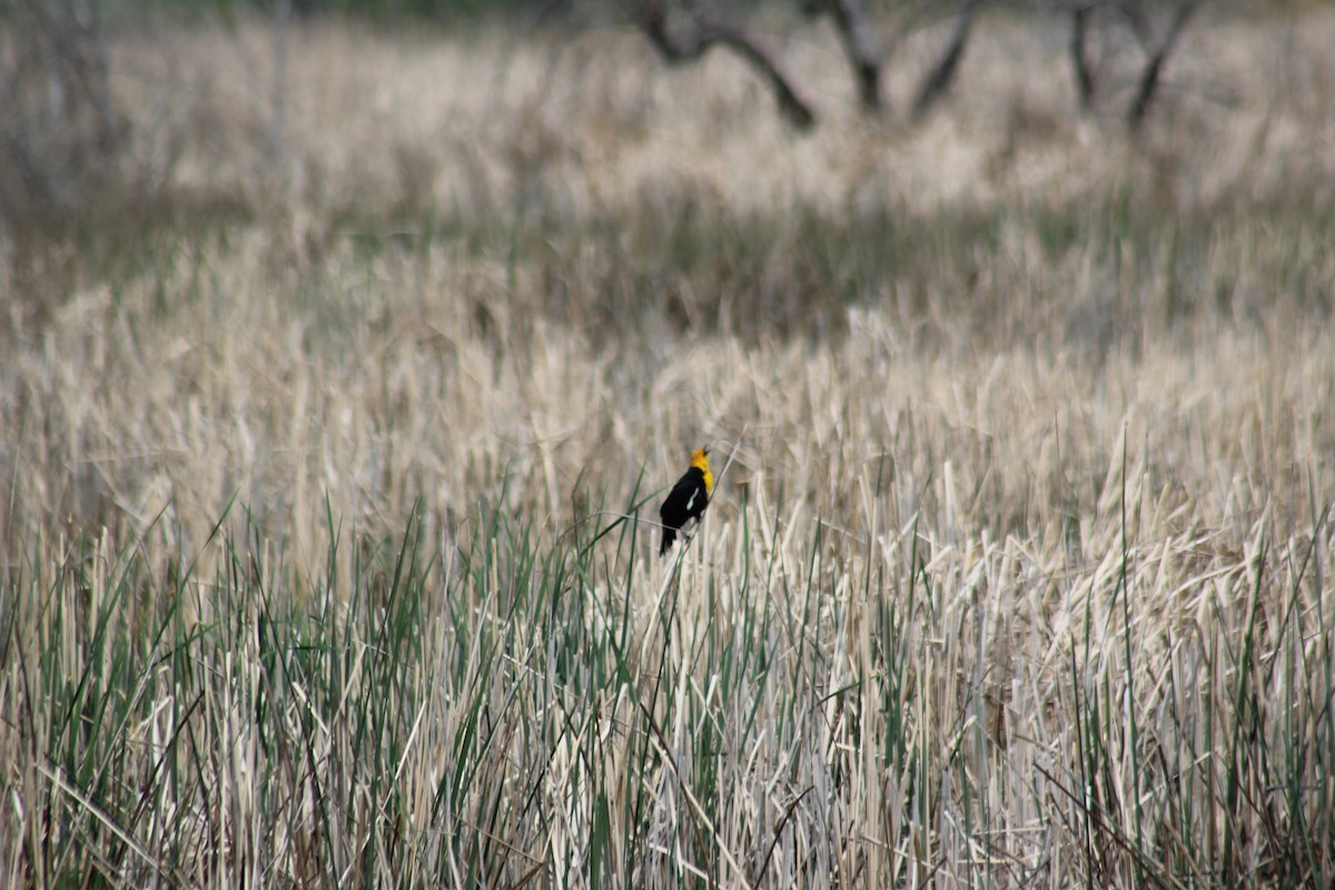 Yellow-headed Blackbird - ML619312692