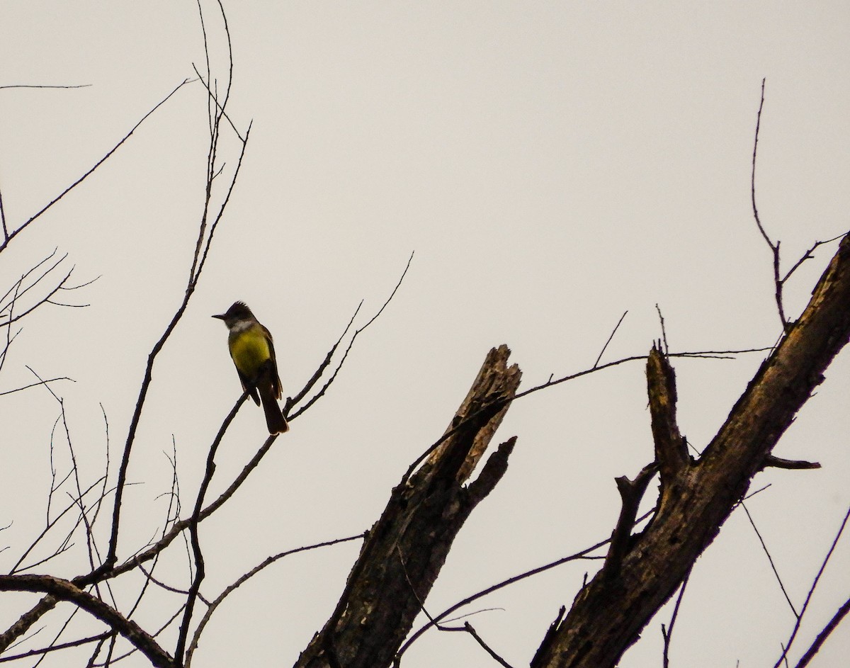 Great Crested Flycatcher - Scot Russell