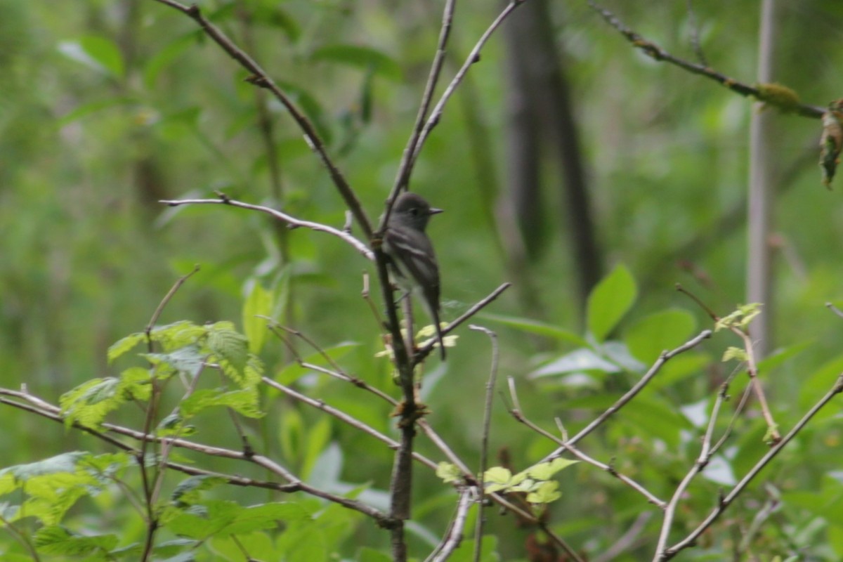 Hammond's Flycatcher - Bentley Colwill