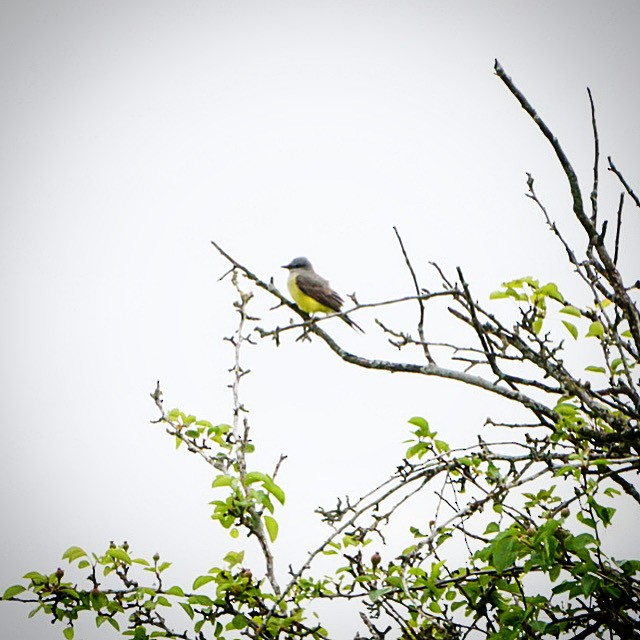 Western Kingbird - Roniq Bartanen