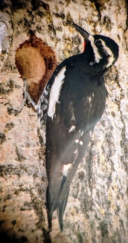 Williamson's Sapsucker - ML619312732