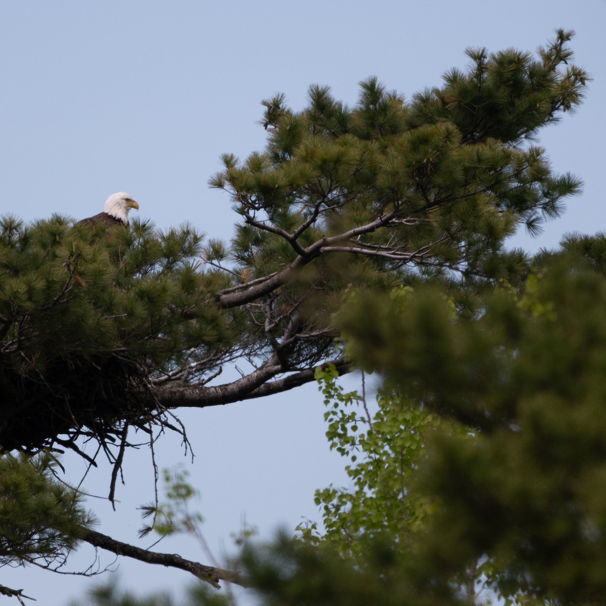 Bald Eagle - Christine Pelletier et (Claude St-Pierre , photos)