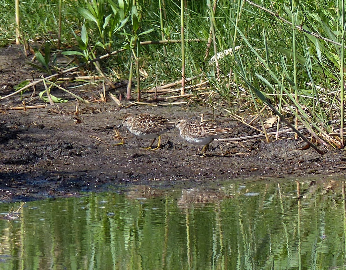 Least Sandpiper - ML619312739