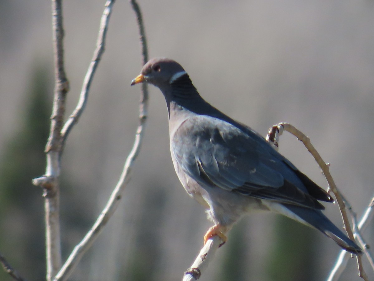 Band-tailed Pigeon - Christine Alexander