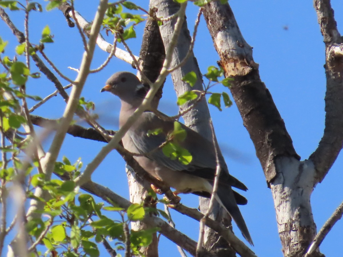 Band-tailed Pigeon - ML619312741
