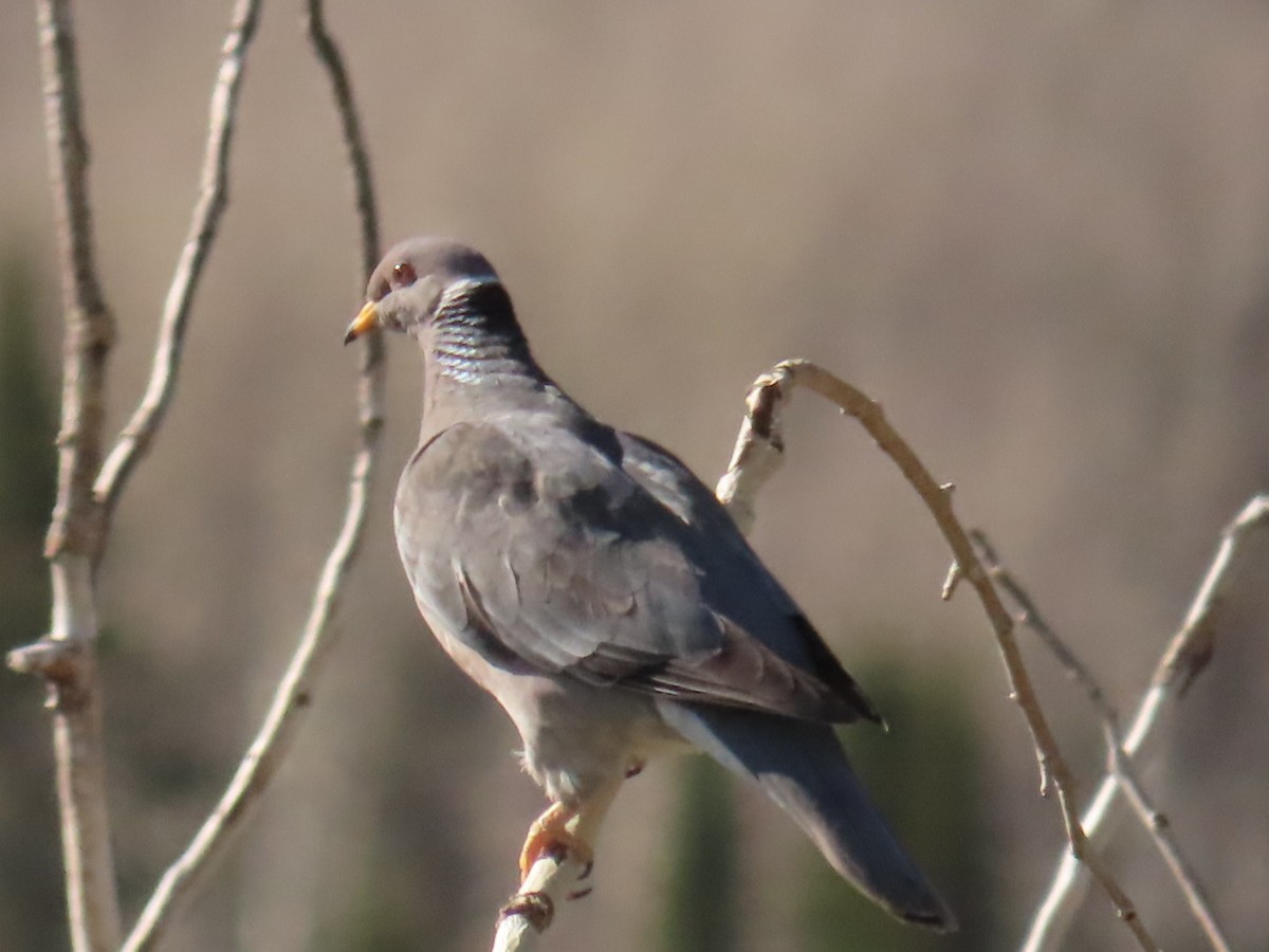 Band-tailed Pigeon - ML619312742