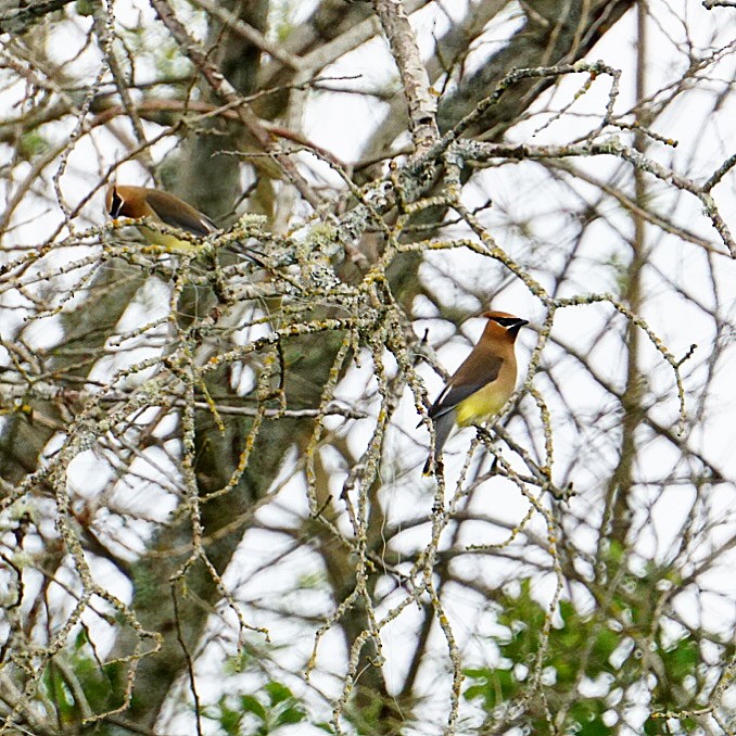 Cedar Waxwing - Roniq Bartanen