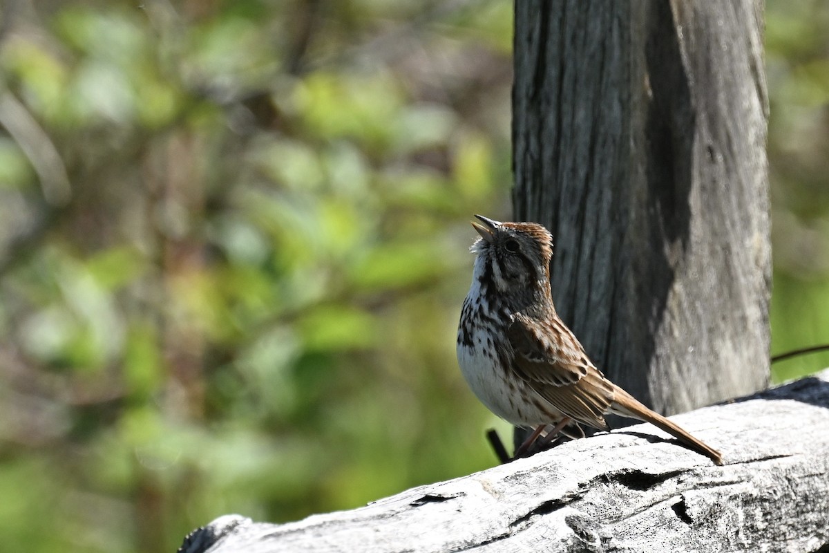 Song Sparrow - france dallaire