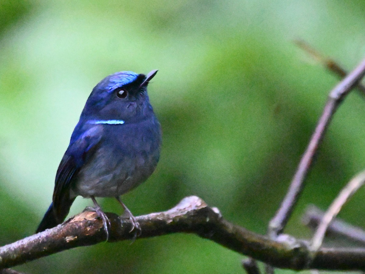 Small Niltava - Anshu Arora